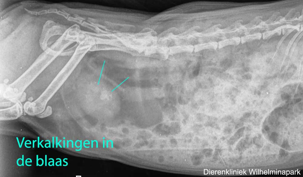 Een verkalking in de blaas bij cavia kruimel